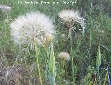 Barba de cabra - Tragopogon porrifolius. Bergao. Navas de San Juan