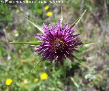 Barba de cabra - Tragopogon porrifolius. Los Caones. Los Villares