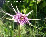 Barba de cabra - Tragopogon porrifolius. Los Caones. Los Villares