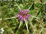 Barba de cabra - Tragopogon porrifolius. La Estrella - Navas de San Juan