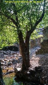 Arroyo del Batn. Arroyo y restos del Molino del Batn