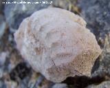 Ammonites Schloenbachia - Schloenbachia varians. Arroyo Padilla - Jan