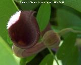 Candiles - Aristolochia baetica. Canjorro. Jan