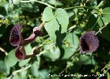 Candiles - Aristolochia baetica. Canjorro. Jan