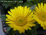 Margarita de mar - Asteriscus maritimus. Los Villares