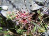 Trbol estrellado - Trifolium stellatum. Pitillos. Valdepeas