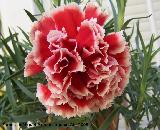 Clavel - Dianthus caryophyllus. Los Villares