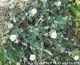 Jarilla - Helianthemum apenninum. Los Caones. Los Villares