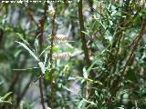 Sarga - Salix eleagnos. Pitillos. Valdepeas