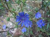 Achicoria - Cichorium intybus. Arroyo Padilla - Jan