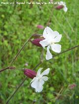 Colleja blanca - Silene latifolia. Cerro Veleta - Jan