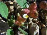 Trbol de pezn de vaca - Anthyllis tetraphylla. Los Caones. Jan