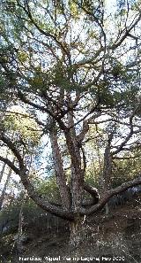 Pino del Pulpo del Poyo de las Palomas. 