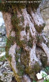 Tejo del Torso de Mujer Tejo del Torso de Mujer