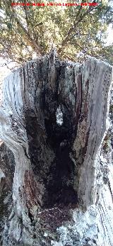 Tejo Botella. Rama partida