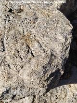 Grabado forestal de la Loma de Cagasebo. 