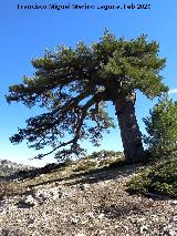 Pino Bandera de la Loma de Cagasebo. 