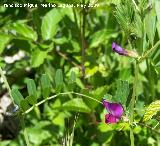 Veza - Vicia sativa. Pitillos. Valdepeas