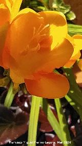 Fresia - Fressia sp.. Los Villares