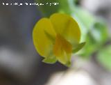 Arveja de campo - Lathyrus pratensis. Pitillos. Valdepeas