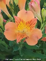 Lirio de Per�