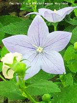 Campanilla china Campanilla china