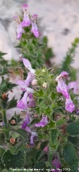 Orejitas de liebre - Stachys circinata. La Veleta - Los Villares