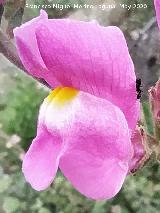 Boca de drag�n silvestre - Antirrhinum graniticum. Flor. Puente Bajo - Los Villares