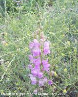 Boca de drag�n silvestre - Antirrhinum graniticum. Navas de San Juan