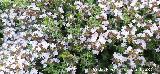 Tomillo blanco - Thymus zygis. La Veleta - Los Villares