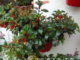Planta del Pez Dorado - Nematanthus sp.. Patio de C�rdoba