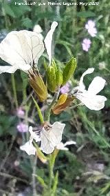 R�bano silvestre