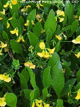 Hierba del escorpi�n - Scorpiurus muricatus. Hojas. La Veleta - Los Villares