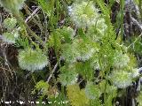 Comino silvestre