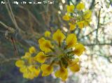 Coronilla de Rey - Coronilla minima. Villanueva de las Torres