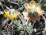 Coronilla de Rey - Coronilla minima. Cruz de la Chimba - Jan