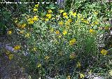 Coronilla de Rey - Coronilla minima. Pitillos. Valdepeas