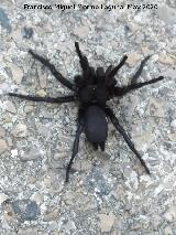 Ara�a toro