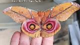 Polilla de seda de Suraka
