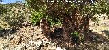 Chozas del Centenillo. Restos de edificaci�n