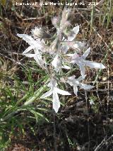 Falso pinillo - Teucrium pseudochamaepitys. Arquillos el Viejo - Vilches