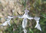 Falso pinillo - Teucrium pseudochamaepitys. Los Caones. Los Villares