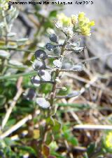 Anteojo de la rabia - Alyssum simplex. Fuente de la Pea - Jan