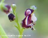 Ruda canina - Scrophularia canina. Pitillos. Valdepeas