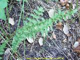 Pimpinela menor - Sanguisorba minor. Segura