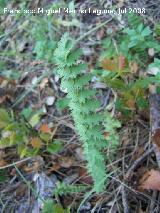 Pimpinela menor - Sanguisorba minor. Segura