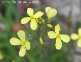 Pimpjaro - Brassica barrelieri. Lancha - Andjar