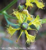 Ruda - Ruta chalapensis. Los Caones. Jan