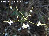 Jaramago blanco - Crambe filiformis. Los Caones. Jan