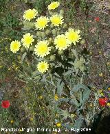 Cerraja lanuda - Andryala integrifolia. Los Caones. Los Villares